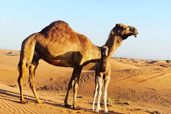 1-Hour Dune Buggy Self Drive with Camel Ride and Sand Boarding in Red Dunes - Pickup from Dubai or Sharjah