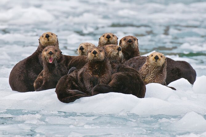 26 Glacier Tour, Self-Drive from Anchorage, AK - Why Prince William Sound works best from the water