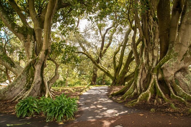 Auckland City Self Guided Walking Tour with an APP - What the app format gets right