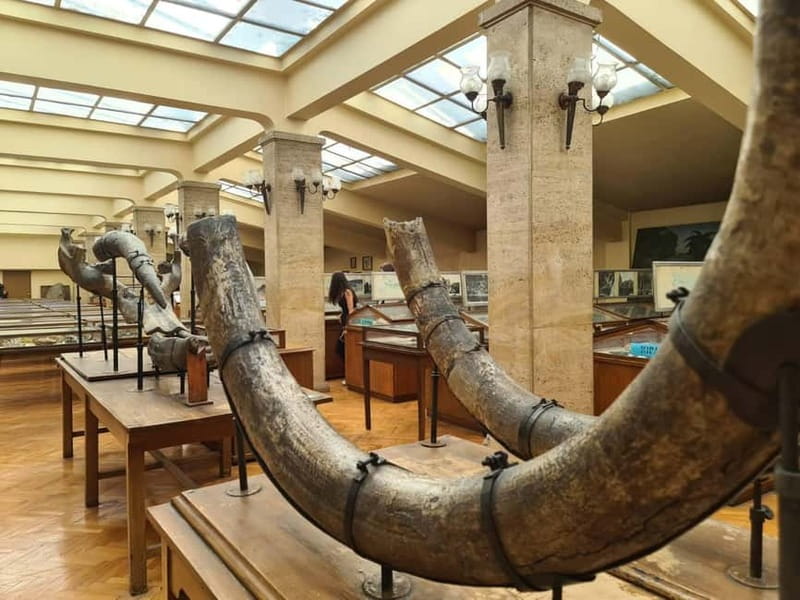 Audio Guide for Museum Paleontology and Historical Geology - A giant Deinotherium beneath Sofia University’s dome