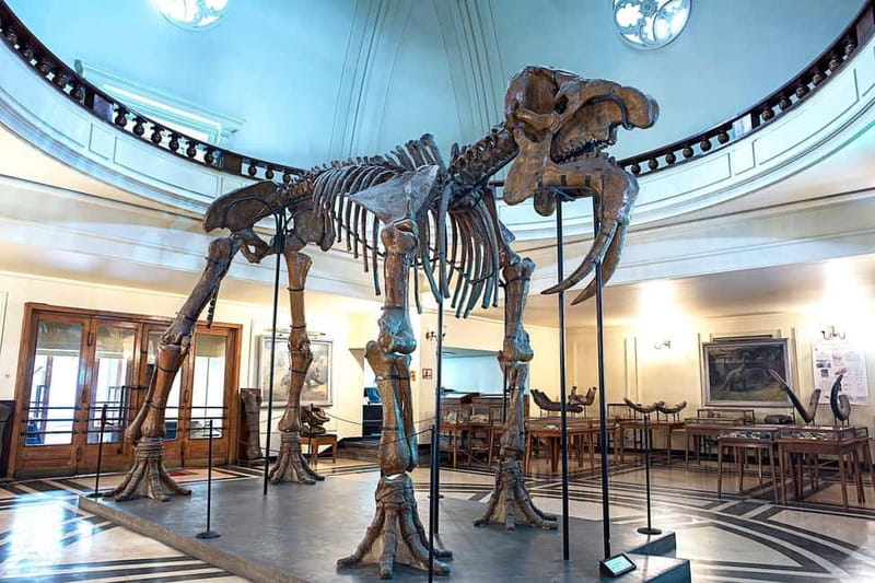 Audio Guide for Museum Paleontology and Historical Geology - More than 200,000 specimens in a compact visit