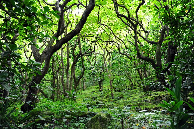 Big Island North Island Jungle Adventure - Self-Guided Audio Tour - Akaka Falls, Umauma Falls, and the sugar railroad story