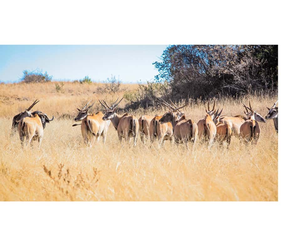 Bothongo Rhino and Lion Nature Reserve Self Drive - Key points to know