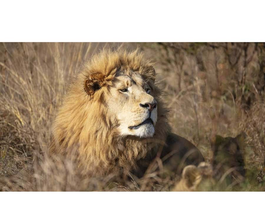 Bothongo Rhino and Lion Nature Reserve Self Drive - Driving the reserve in your own vehicle