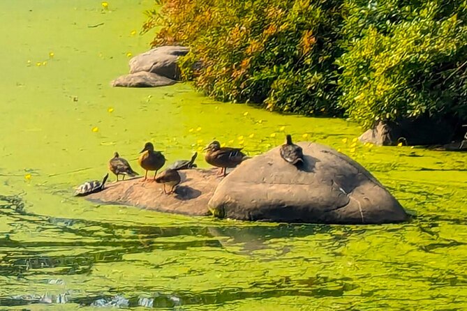 Brooklyn’s Oasis: Audio Guide to Prospect Park - Lake Island and the Esplanade