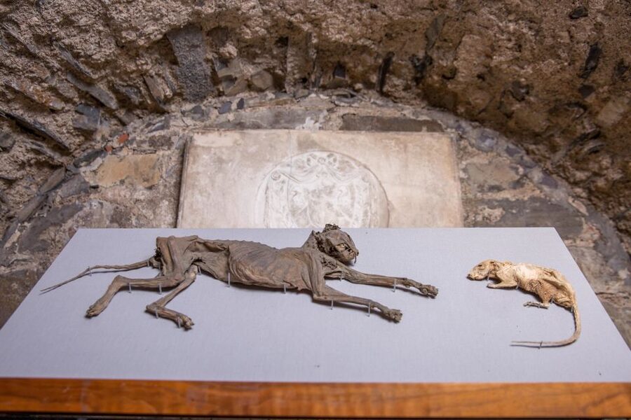Christ Church Cathedral Entrance Ticket & Self-Guided Tour - Magna Carta, relics, and the value of the audio guide