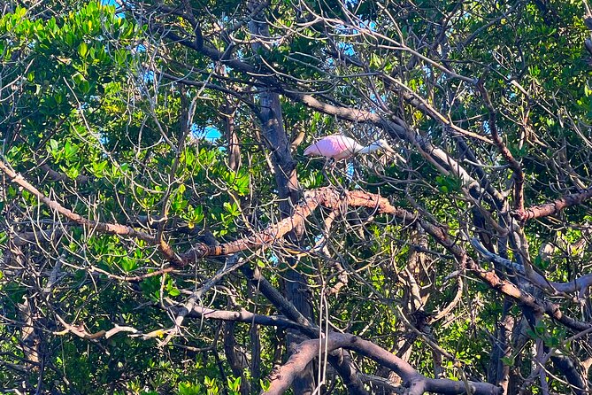Clear/Standard Kayak Self Guided Island EcoTour Bonita Springs! - Choosing between a single kayak, tandem, SUP, and clear boat