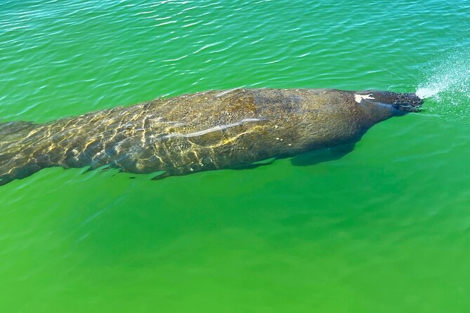 Clear/Standard Kayak Self Guided Island EcoTour Bonita Springs! - Following the map through Big Hickory