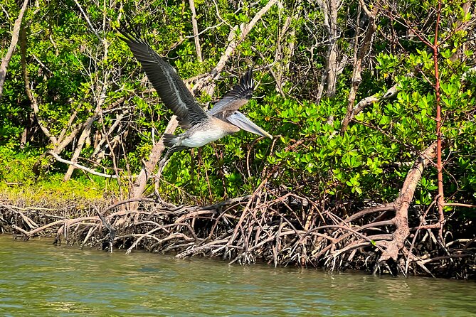 Clear/Standard Kayak Self Guided Island EcoTour Bonita Springs! - The kayak-only beach and shelling stop