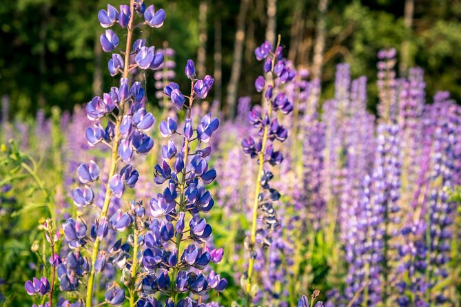 Crater Lake National Park Self-Guided Driving Audio Tour - Cleetwood Cove demands an honest fitness check