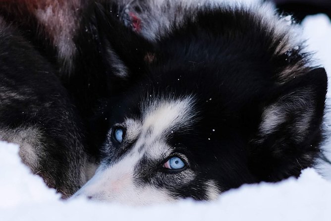 Dog Sledding: A Self-Drive Arctic Experience from Tromsø - The safety question you should take seriously