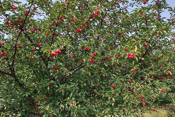 Door County’s Northern Peninsula: A Self-Guided Drive - Ellison Bluff for limestone cliffs and Green Bay views