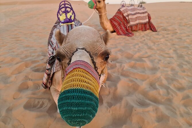 Dubai: 60Minute Self-Drive ATV Quadbike, Camel Ride, Sand Surfing - The safety briefing deserves your attention