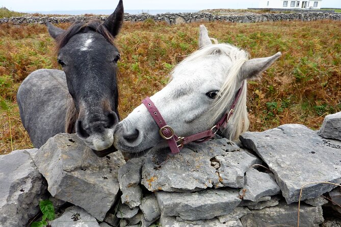Electric biking on Inishmore island. Aran island. Self-guided. Full day. - What the $86 price really buys you