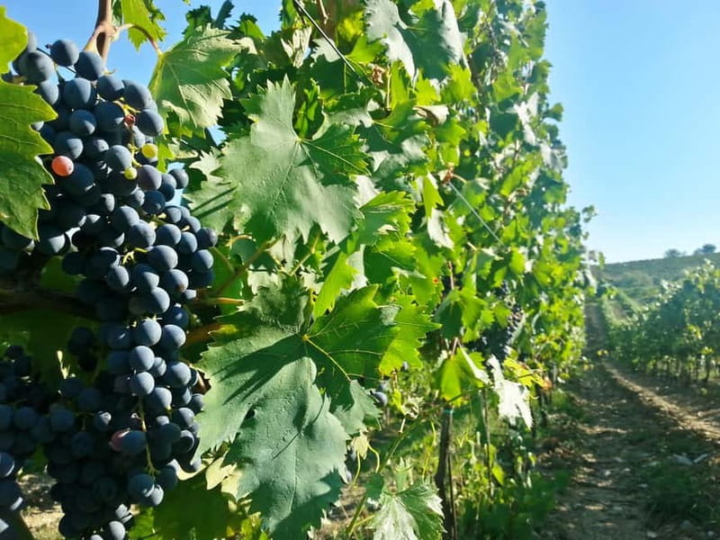 From Florence: Chianti Self-Guided Vespa Tour with Lunch - FAQ