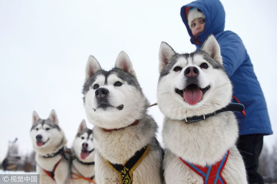 From Rovaniemi: Self-Driven 10km Husky Sled Ride - Taking the wheel on a 10-kilometer husky trail