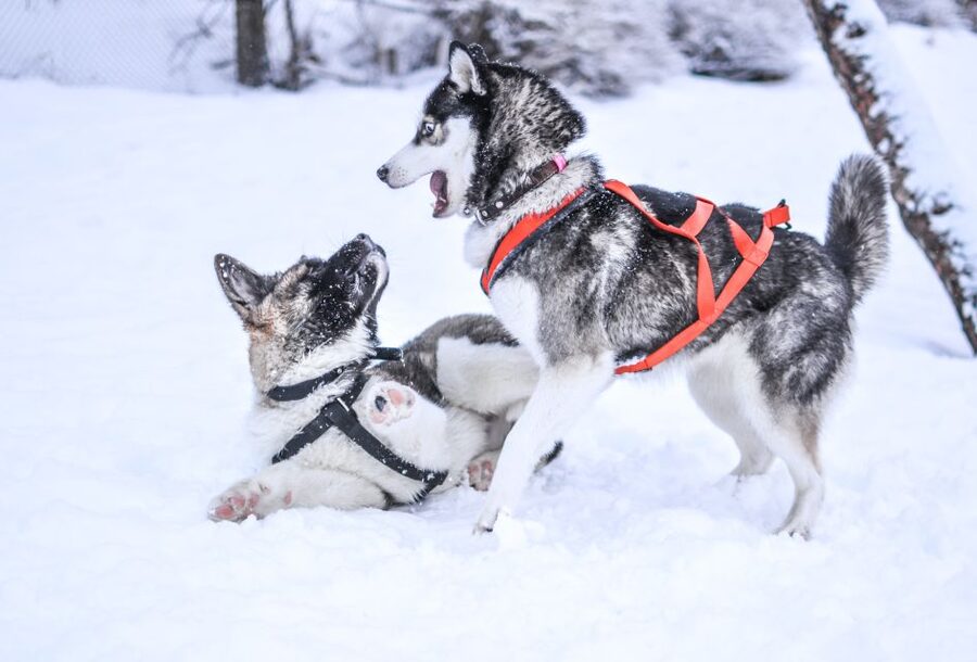 From Rovaniemi: Self-Driven 10km Husky Sled Ride - The forest route and what self-driving feels like