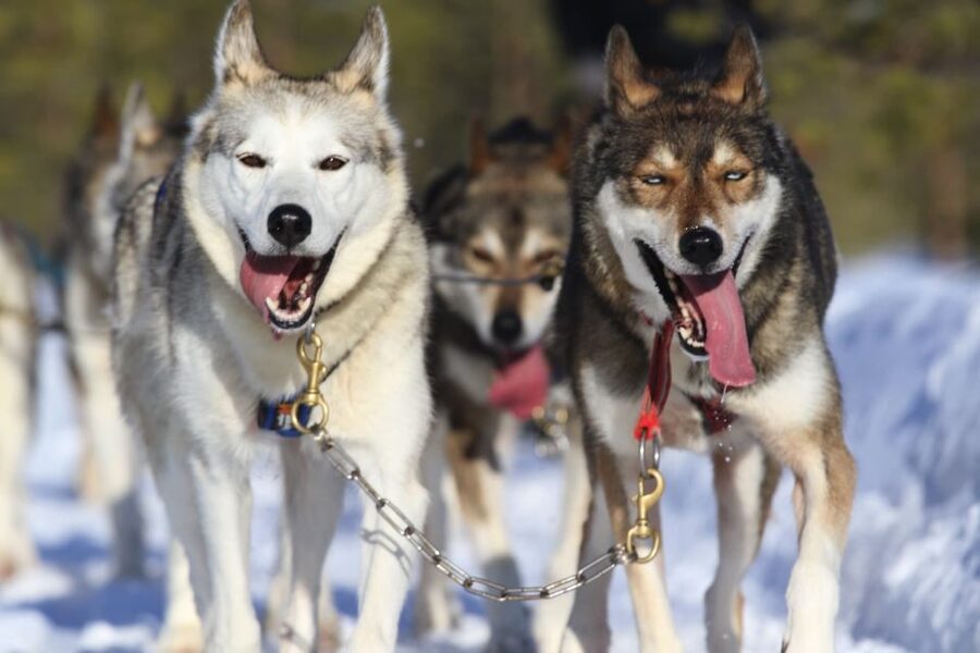 From Rovaniemi: Self-Driven 10km Husky Sled Ride - Meeting the huskies before and after the ride