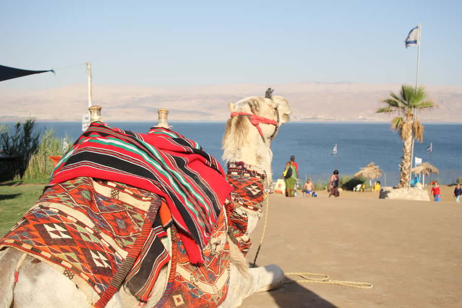 From Tel Aviv: Dead Sea Self-Guided Chill-Out Day Trip - Why the Dead Sea feels unlike any other beach