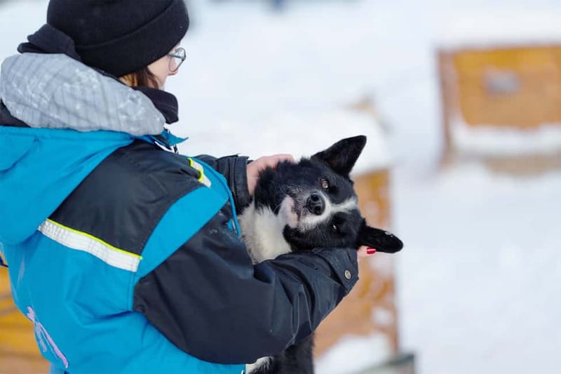 From Tromsø: Husky Experience with Self-Drive Dog Sled Ride - Key points to know before you book