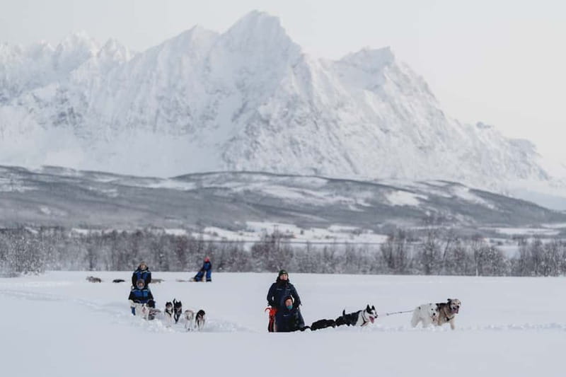 From Tromsø: Husky Experience with Self-Drive Dog Sled Ride - Meeting the dogs before the sled run