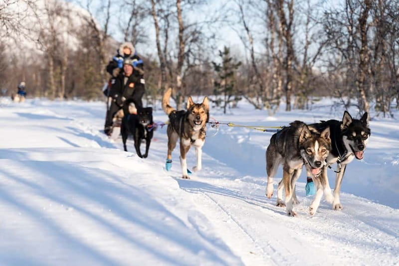 From Tromsø: Husky Experience with Self-Drive Dog Sled Ride - Who will enjoy this Tromsø husky tour?