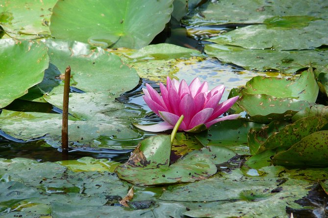 Giverny & Monet's House Audio Guided Half-day Tour from Paris - How the audio guide actually works