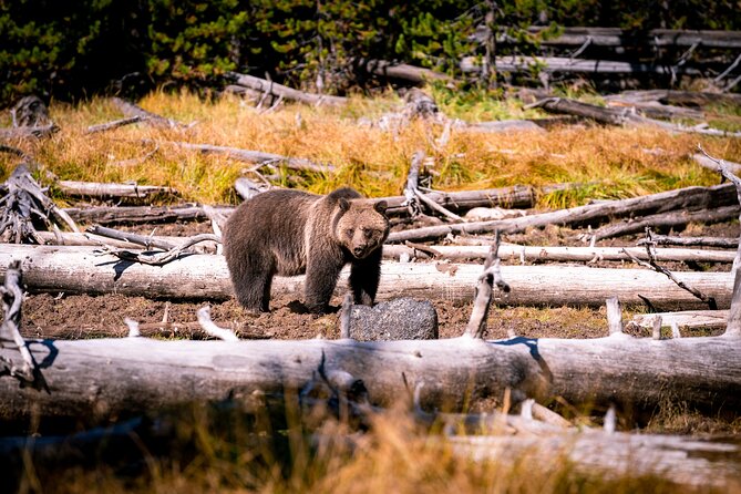 Grand Teton and Yellowstone Self-Guided Driving Tours Bundle - Yellowstone’s canyon, valley, and lake country