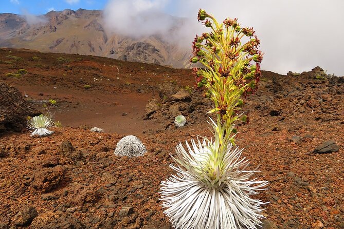 Haleakala Summit Best Self-Guided Bike Tour with Bike Maui - Self-guided freedom, with a little homework