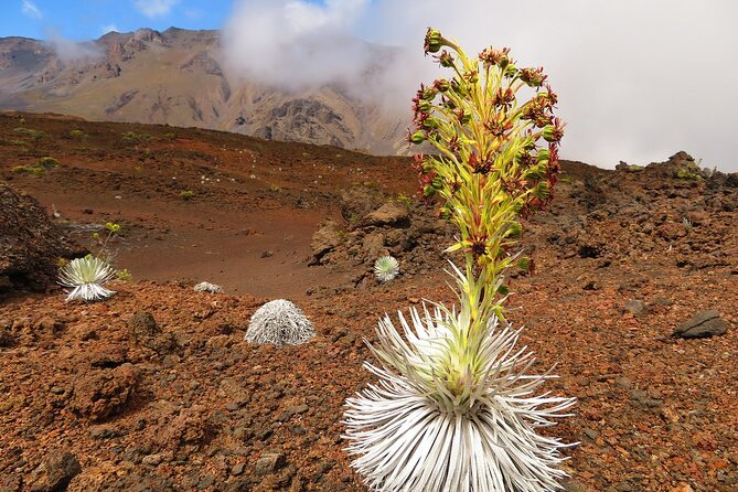 Haleakala Sunrise Best Self-Guided Bike Tour - Beginning the 15-mile ride at 6,500 feet