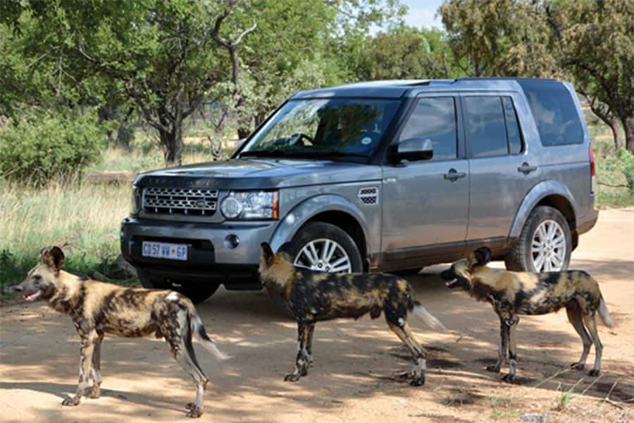 Hartbeespoort: Self-Drive Lion and Safari Park Tour - Why this self-drive format works