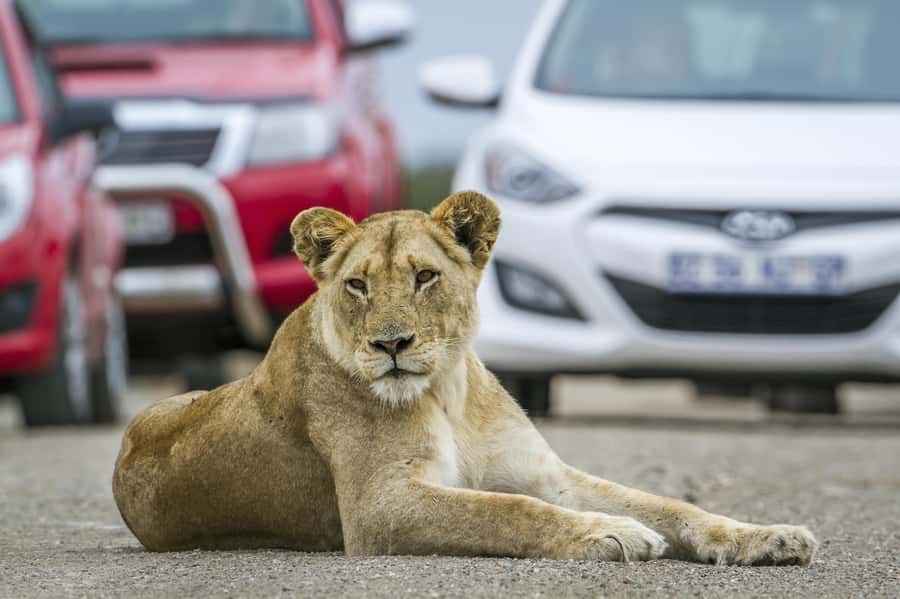 Hartbeespoort: Self-Drive Lion and Safari Park Tour - The predator enclosures: lions, wild dogs, and cheetahs