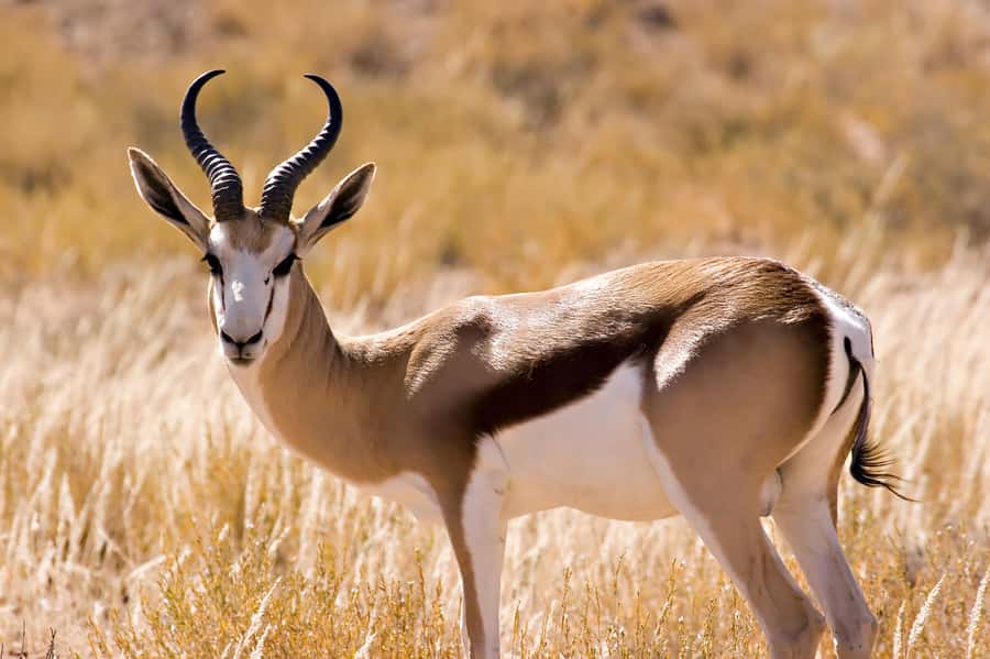 Hartbeespoort: Self-Drive Lion and Safari Park Tour - The extended game drive and wider wildlife