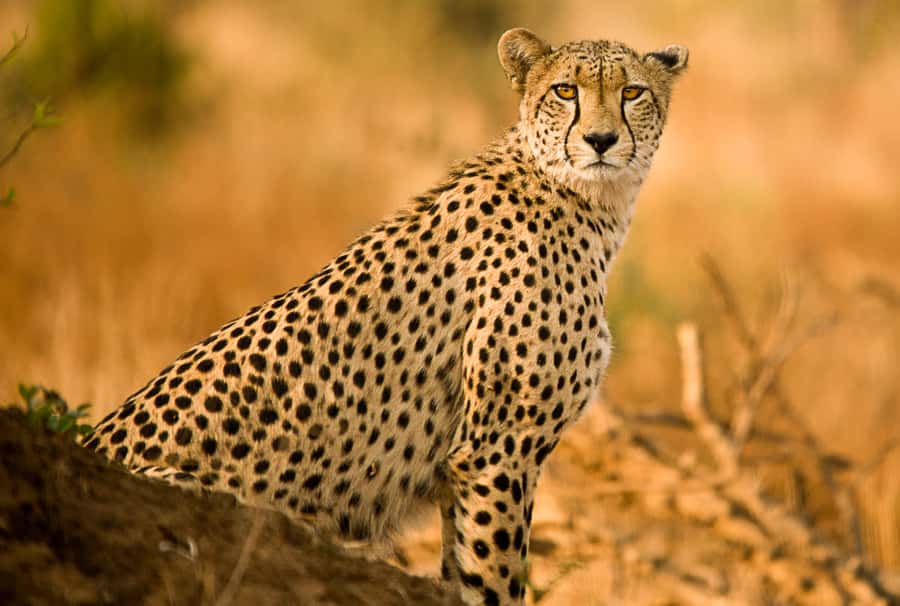 Hartbeespoort: Self-Drive Lion and Safari Park Tour - How much value do you get for $24?