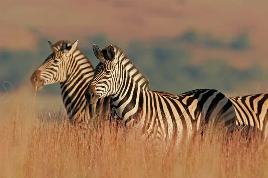 Hartbeespoort: Self-Drive Lion and Safari Park Tour - Practical planning for your day