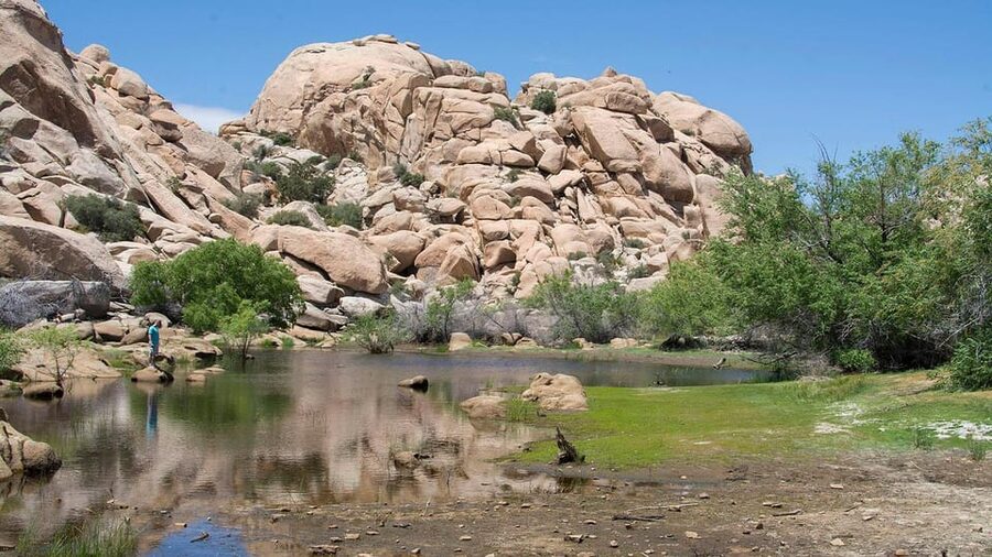 Journey into Joshua Tree: Audio Driving Tour and Local Guide - Quail Springs and Boy Scout Trail
