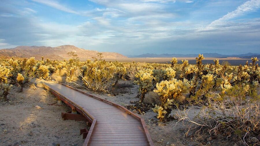 Journey into Joshua Tree: Audio Driving Tour and Local Guide - Cholla Cactus Garden and the return drive