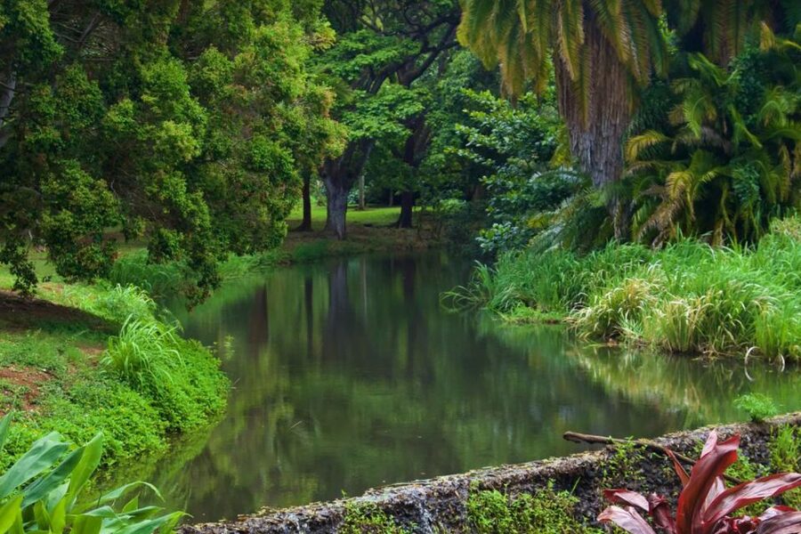 Kauai: McBryde Garden Self Guided Visit - Who should book McBryde Garden?