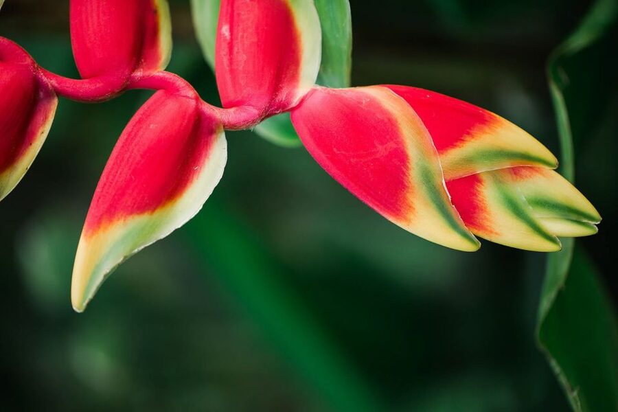 Kauai: McBryde Garden Self Guided Visit - Agroforestry, water features, and tropical variety