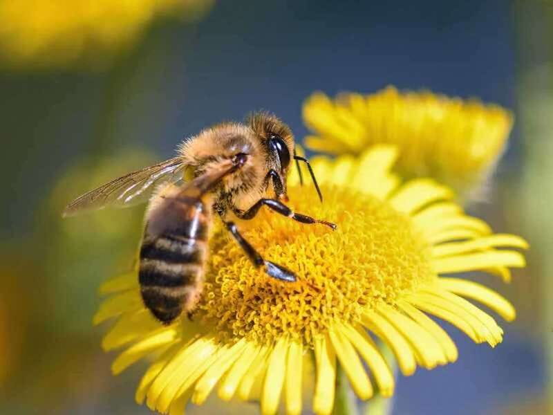 Kelowna: E-Bike Bee Tour w/ Tastings, Lunch, and Audioguide - From Lakeside Eco-Sports to the Meadow Vista countryside