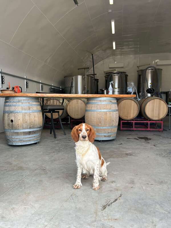 Kelowna: Wine Tasting by E-bike, Smartphone Guide & Lunch - Meadow Vista Honey Wines: lunch, tasting, and bees