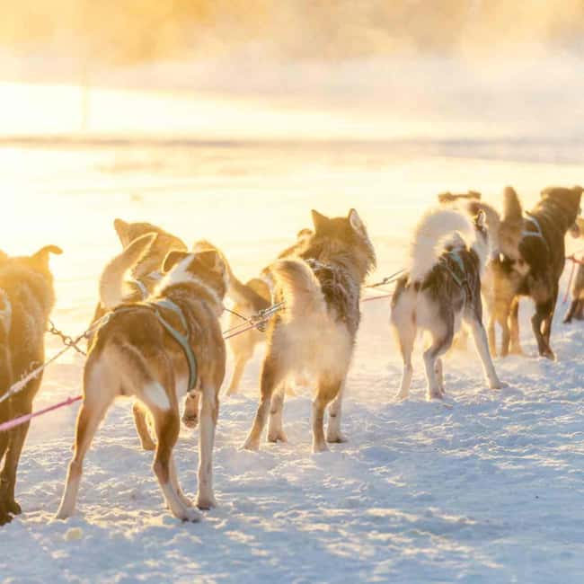 Kemijärvi: Insider Husky Self-Drive 5km Safari - Meeting in Kemijärvi and getting ready for the cold
