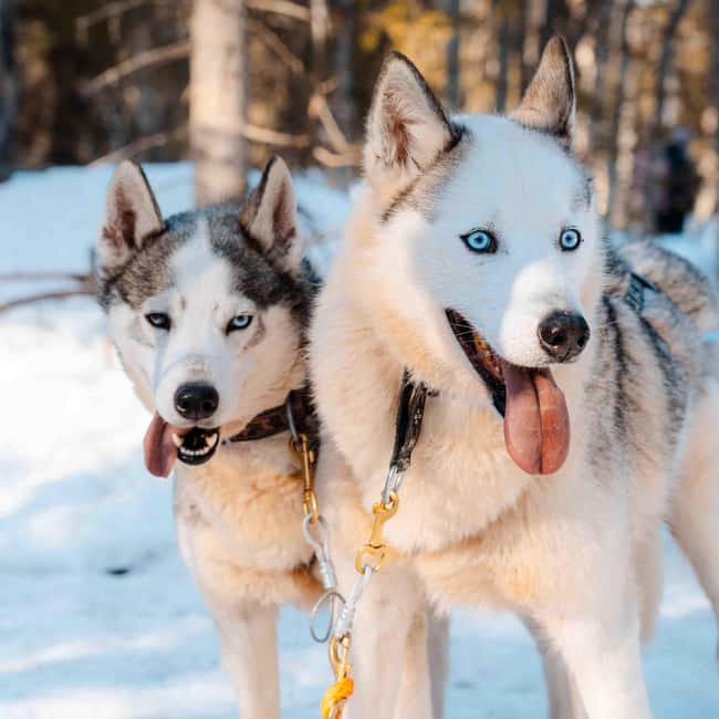 Kemijärvi: Insider Husky Self-Drive 5km Safari - What driving the sled is really like