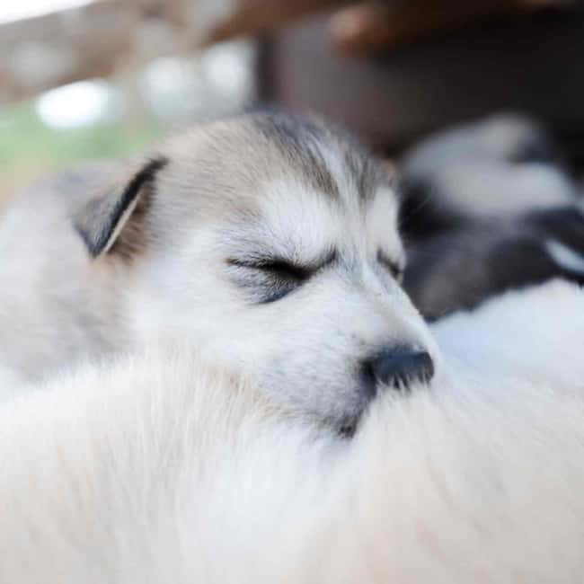 Kemijärvi: Insider Husky Self-Drive 5km Safari - Who will enjoy this Kemijärvi experience most