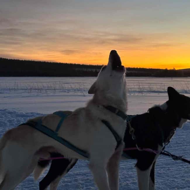 Kemijärvi: Insider Husky Self-Drive 5km Safari - FAQ