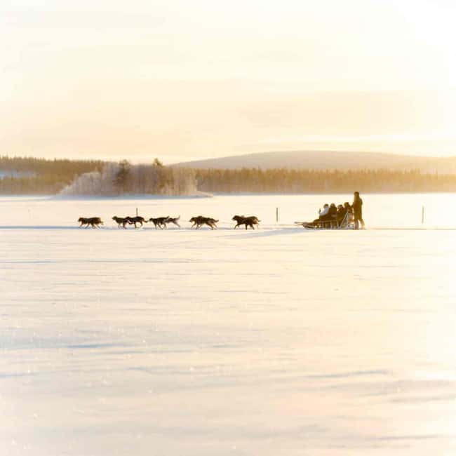 Kemijärvi: Insider Husky Self-Drive 5km Safari - At the husky farm, a small group changes the feel