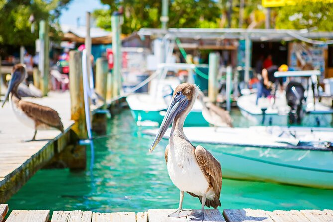 Key West and Overseas Highway Self-Guided Audio Tour - Marathon’s strongest animal and conservation stops