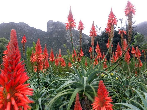 Kirstenbosch National Botanical Gardens: A Self-guided Audio Tour - Key points to know before you go
