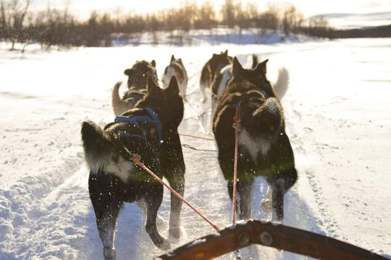 Kiruna: Self-drive Husky Morning Tour - Starting in Kiruna and heading to Kalixforsbron