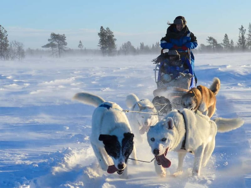 Kiruna: Self-drive Husky Morning Tour - Learning to mush your own sled